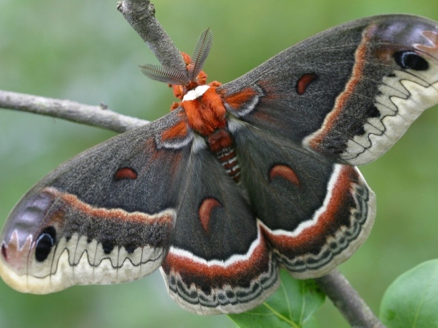 Большая красивая бабочка