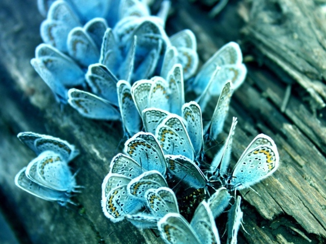Голубые бабочки