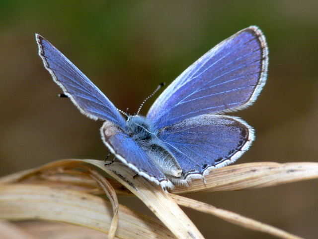 Голубая бабочка на листке