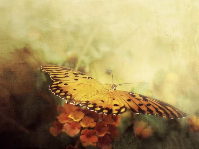 Бабочка в полете