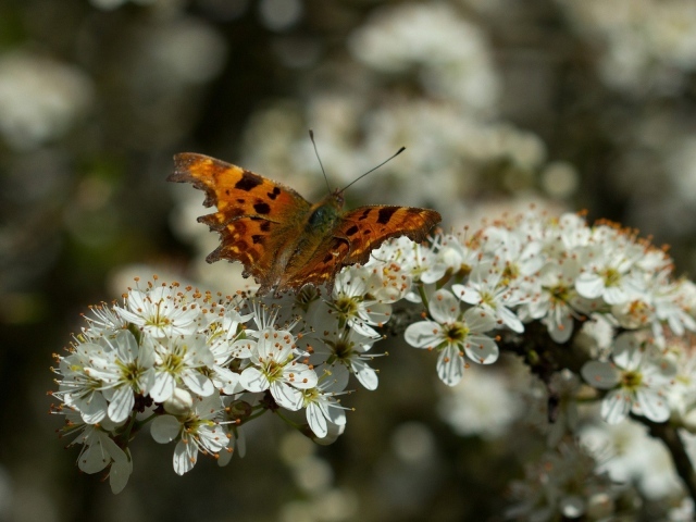 Бабочка на цветущем дереве