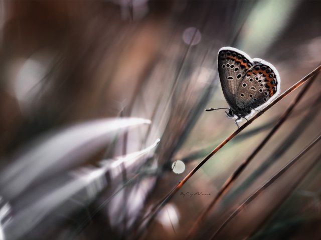 Бабочка на стебле