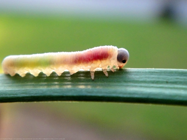 Гусеница на листке