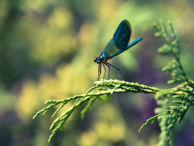 Стрекоза на ветке