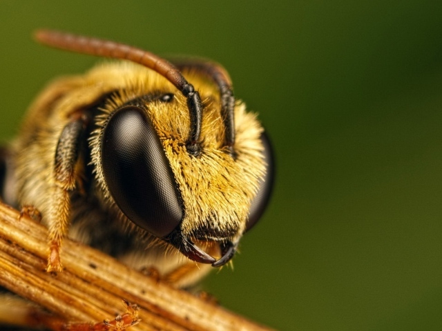 Голова пчелы