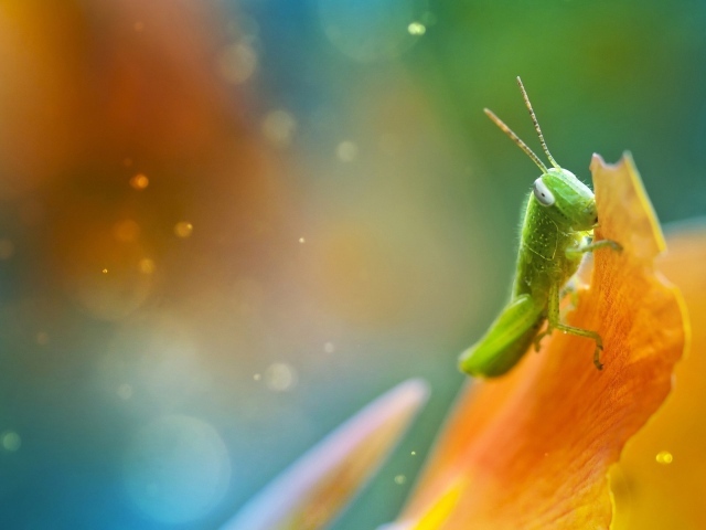 Саранча ест лист