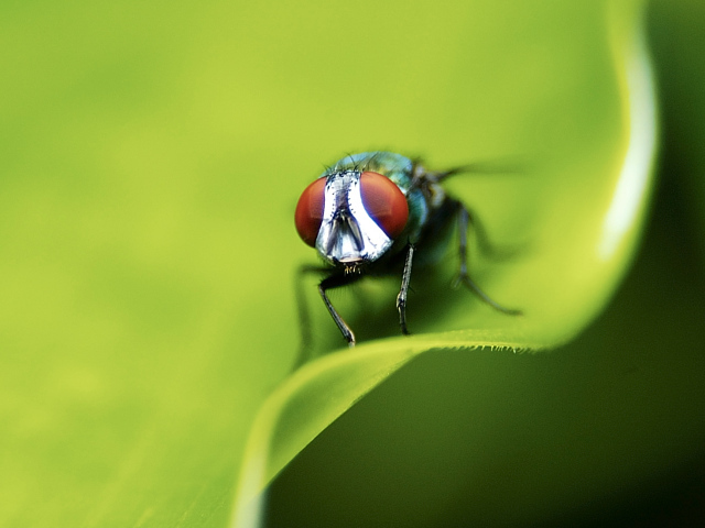 Портрет мухи