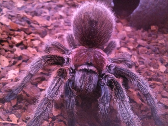 Паук тарантул