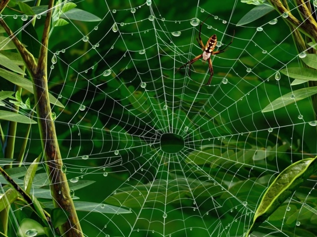 Паутина с каплями воды