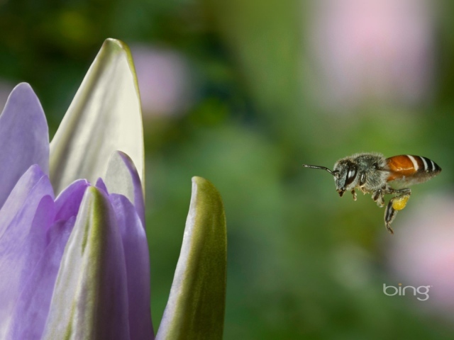 Пчела летит к цветку