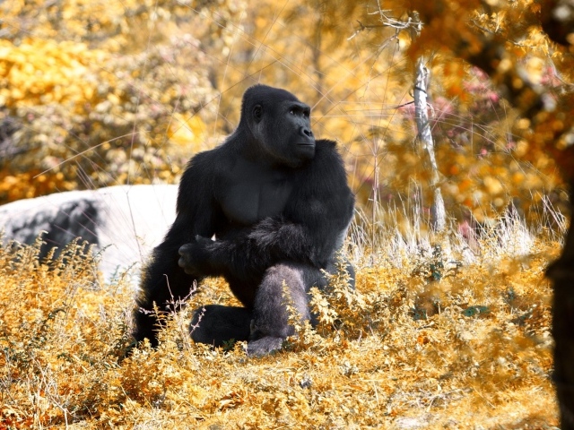 Горилла позирует фотографу