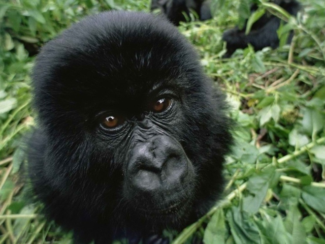 Взгляд детеныша гориллы