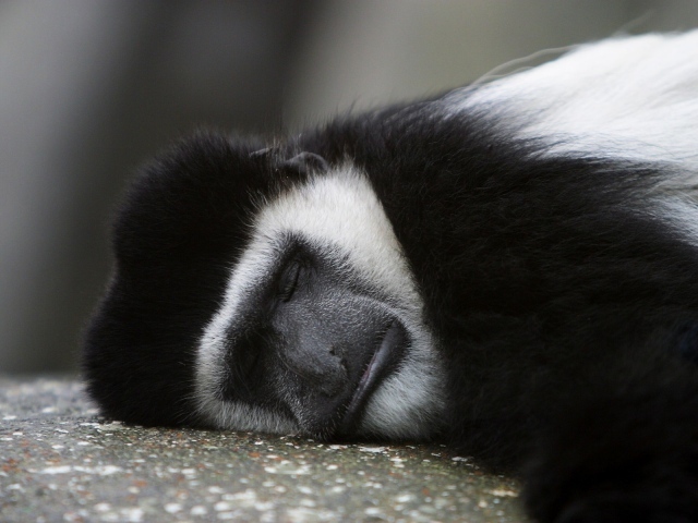 Обезьяна спит