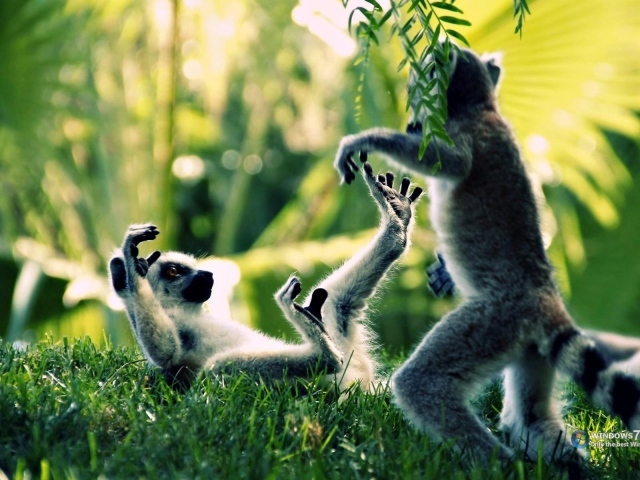 Обезьяны дерутся