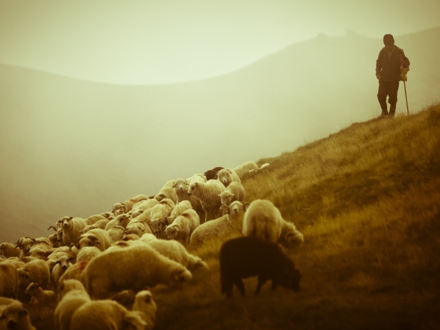 Пастух и отара овец