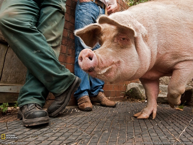 Свинья на улице города