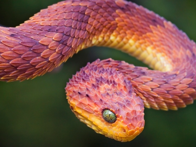 Пустынная гадюка