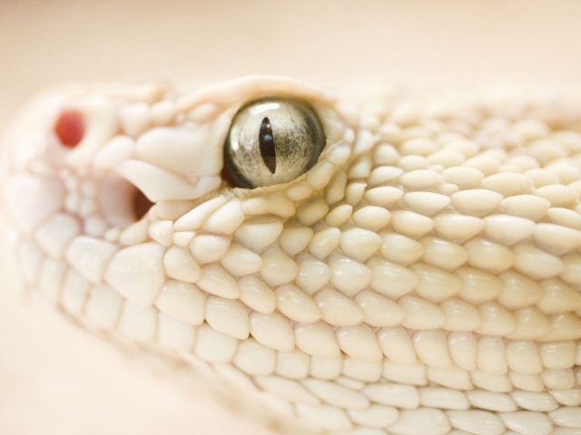 Опасная змея 