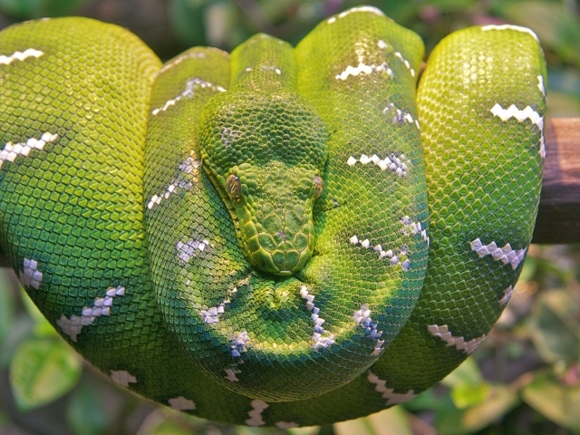 Изумрудная древесная змея