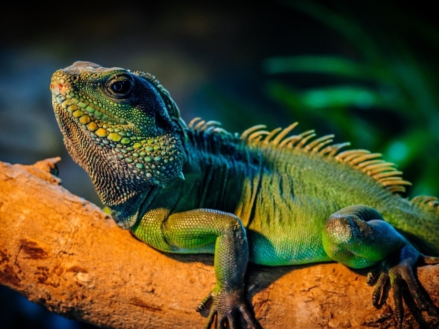 Ящерица Игуана