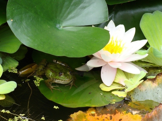 Лягушка сидит у лилии