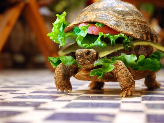 Черепаха чизбургер