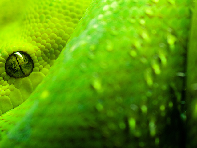 Закрытый глаз питона