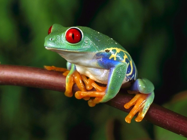 Разноцветная лягушка