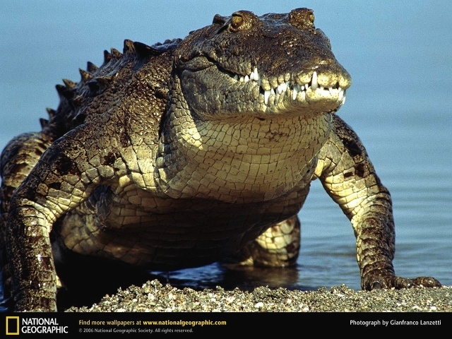 Крокодил выходит из воды