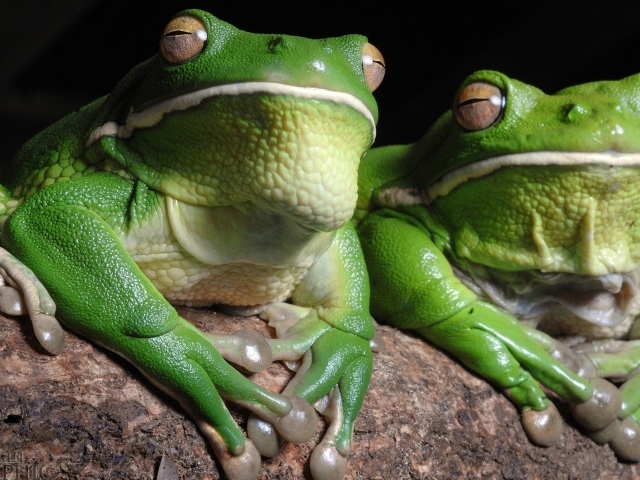 Зеленые лягушки