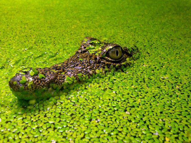 Голова крокодила