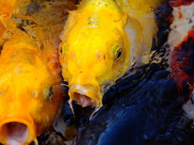 Пара желтых рыб