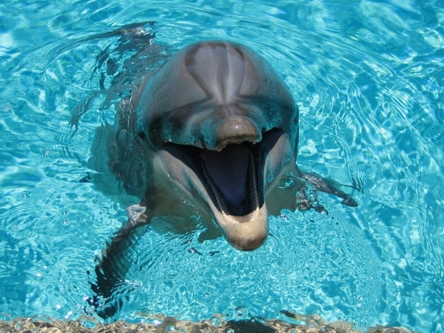 Веселый дельфин в бассейне