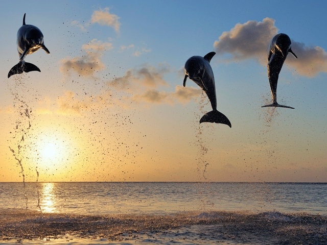 Дельфины в заливе