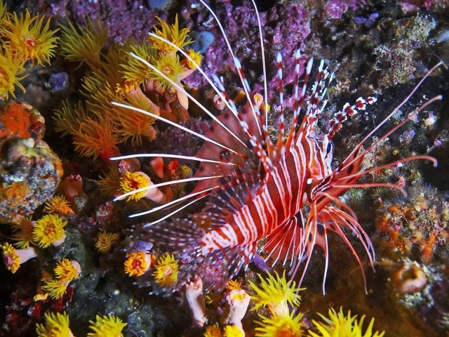 Фантастическая тропическая рыба