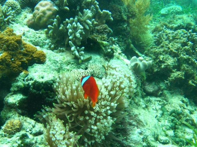 Рыба среди кораллов