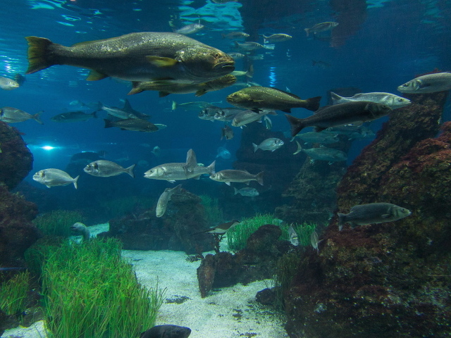 Рыбы в реке