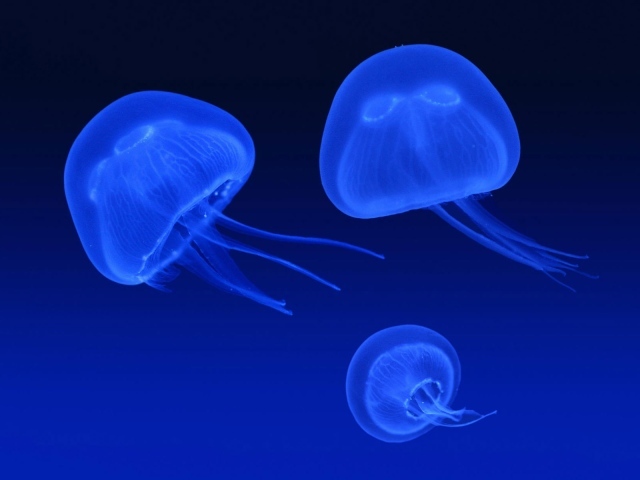 Плавающие медузы
