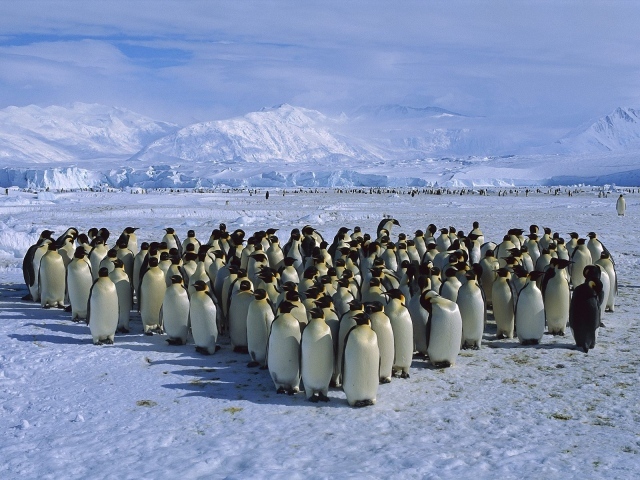 Стадо пингвинов