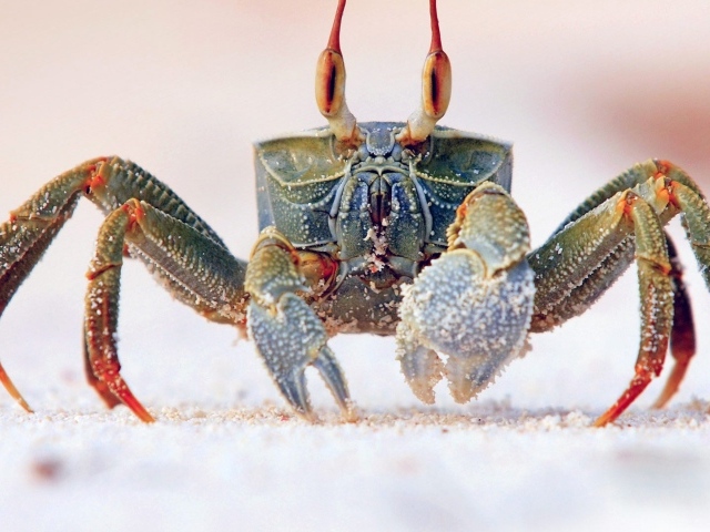 Королевский краб на песке