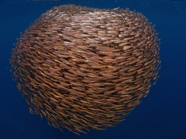 Большой косяк рыбы