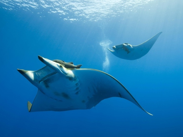 Жизнь океана