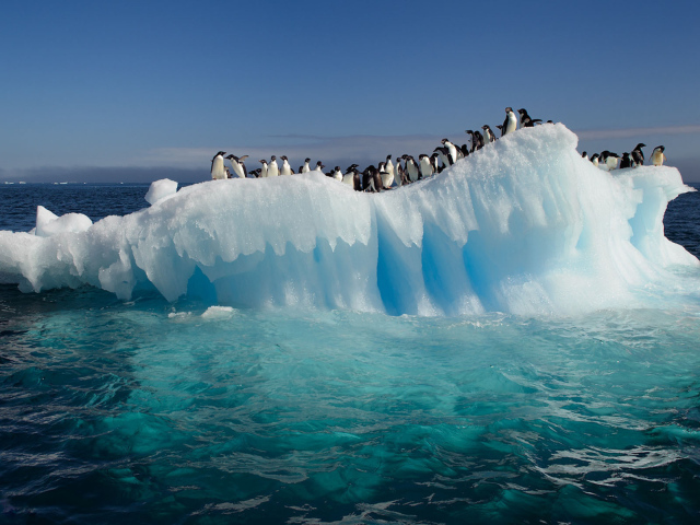 Пингвины на тающей льдине