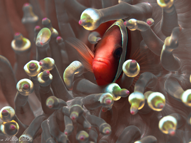 Красная глазастая рыбка