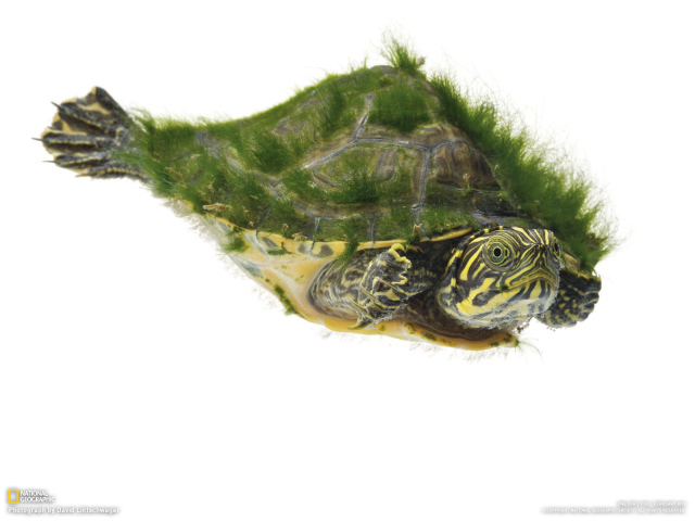 Морская черепаха покрытая мохом