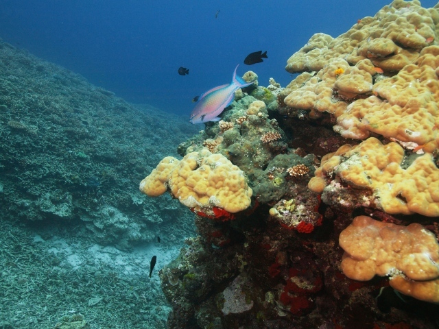 Подводный мир океана