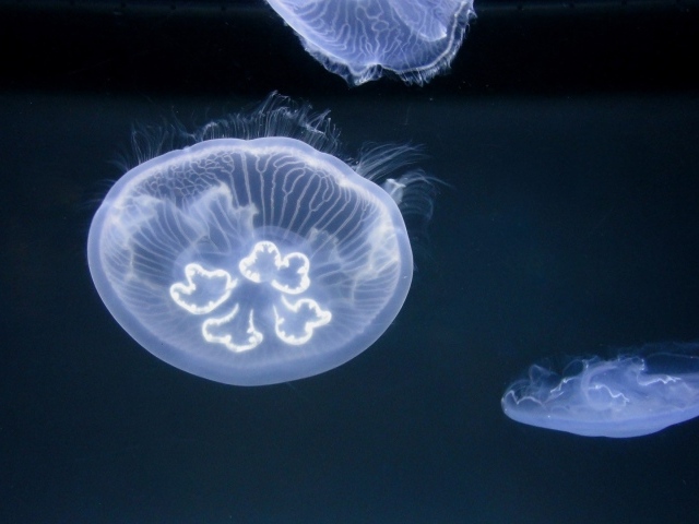 Медузы в океане