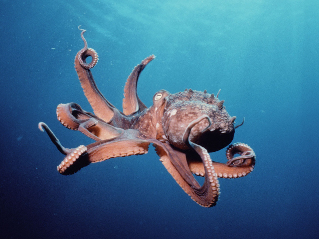 Осьминог в океане