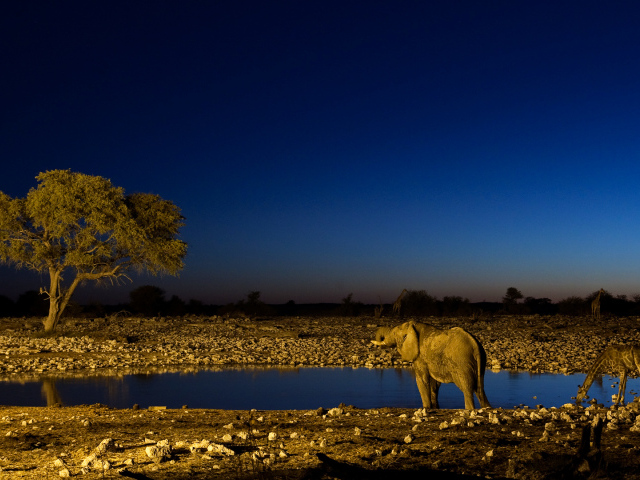 Африканские животные на водопое