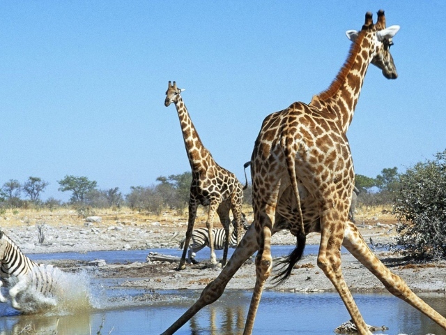 Животные Намибии